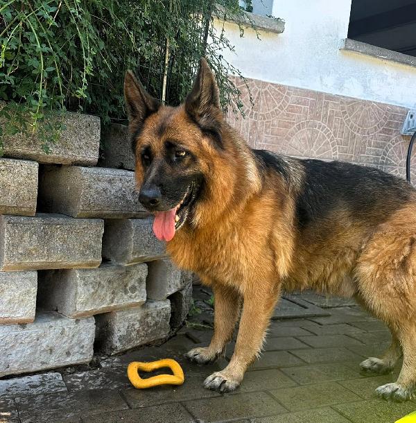 IBRA PASTORE TEDESCO Foto 2